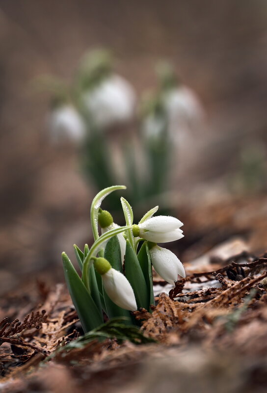 Галантусы 10 марта в Ботсаду МГУ - Михаил Бибичков Галантусы 10 марта в Ботсаду МГУ - Михаил Бибичков