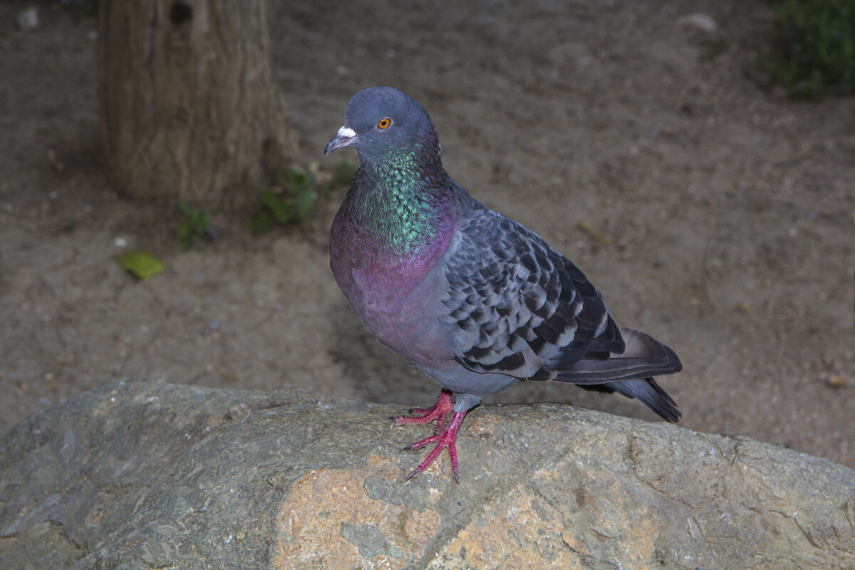 Голубь - Валентин Семчишин
