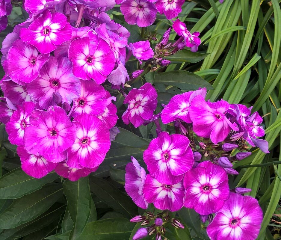 флоксы - Елена Семигина флоксы - Елена Семигина