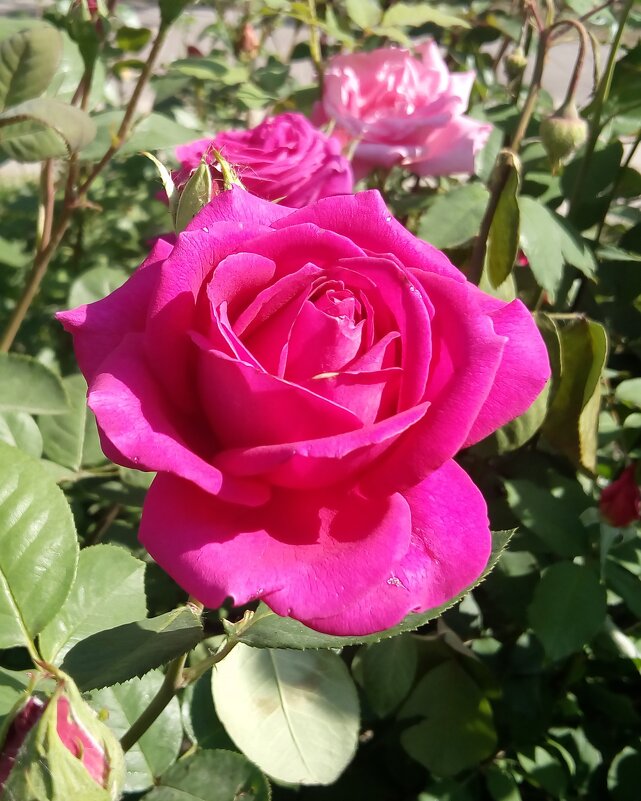 ,,, - Сергей Тимоновский ,,, - Сергей Тимоновский