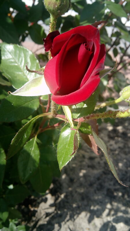 ,,, - Сергей Тимоновский