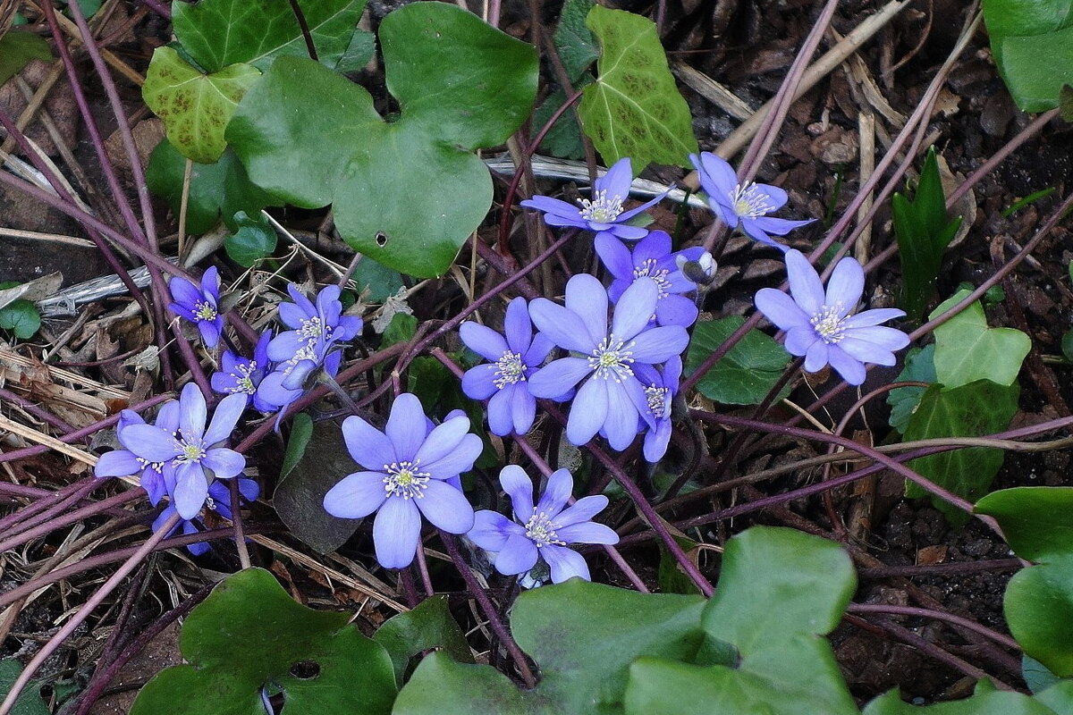 Первоцветы - Печеночница (перелеска) - Рита Симонова Первоцветы - Печеночница (перелеска) - Рита Симонова
