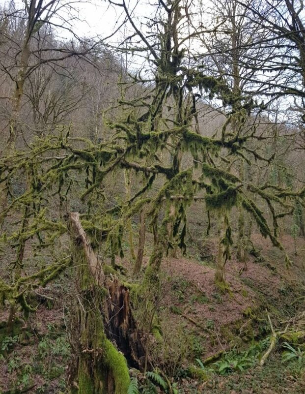 ОРЕХОВКА - Tata Wolf