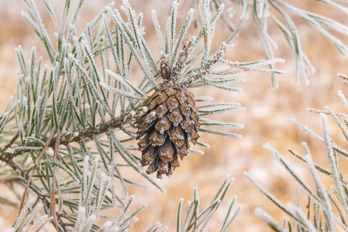 Сосновая красота - Дарья Меркулова Сосновая красота - Дарья Меркулова