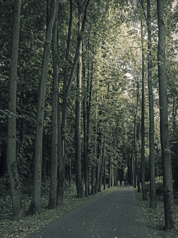 На Липовой аллее - Сергей Фомичев На Липовой аллее - Сергей Фомичев