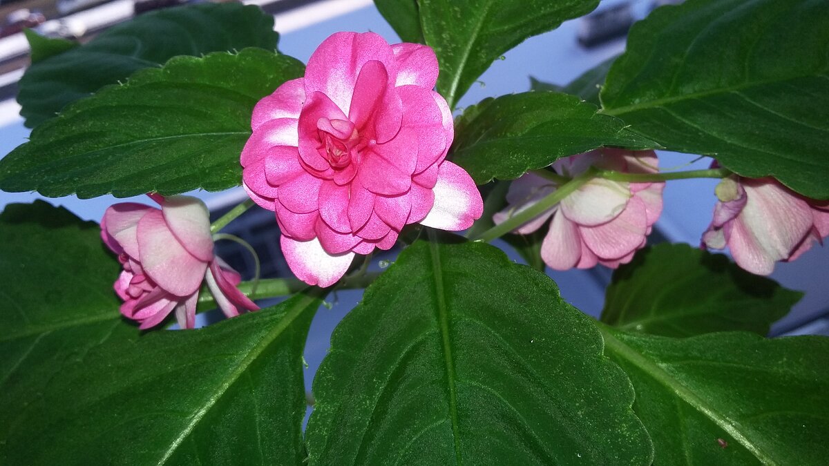 ***бальзамин*** - Olga Oskolkova ***бальзамин*** - Olga Oskolkova