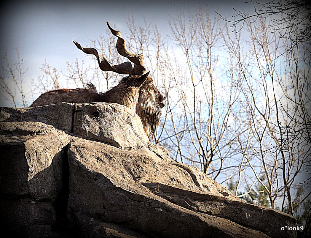 царь гора - Олег Лукьянов царь гора - Олег Лукьянов