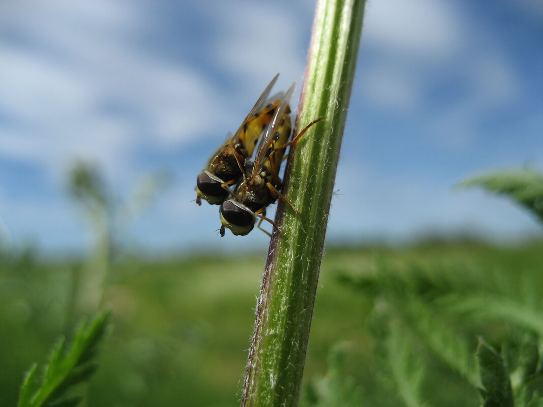 Журчалки - Anna Ivanova Журчалки - Anna Ivanova