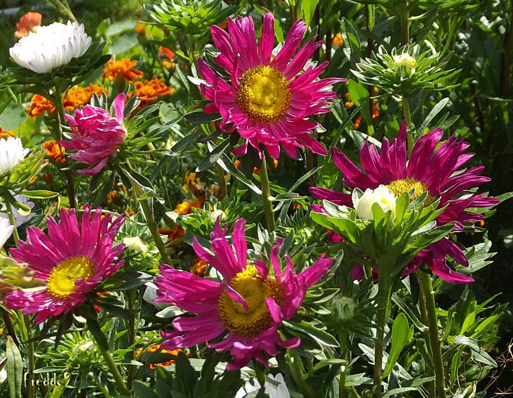 Астры - Freddy 97