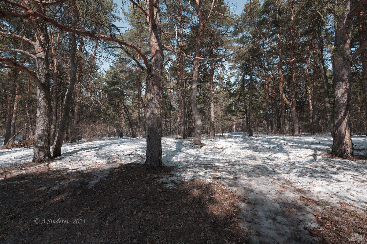 Весна в лесу - Александр Синдерёв