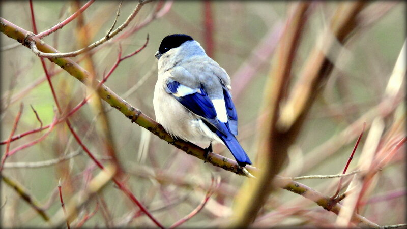 Подруга снегиря - снегуркина? - Сергей 