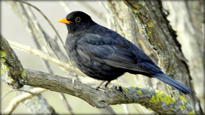 Первый чёрный дрозд наших парков - Сергей 