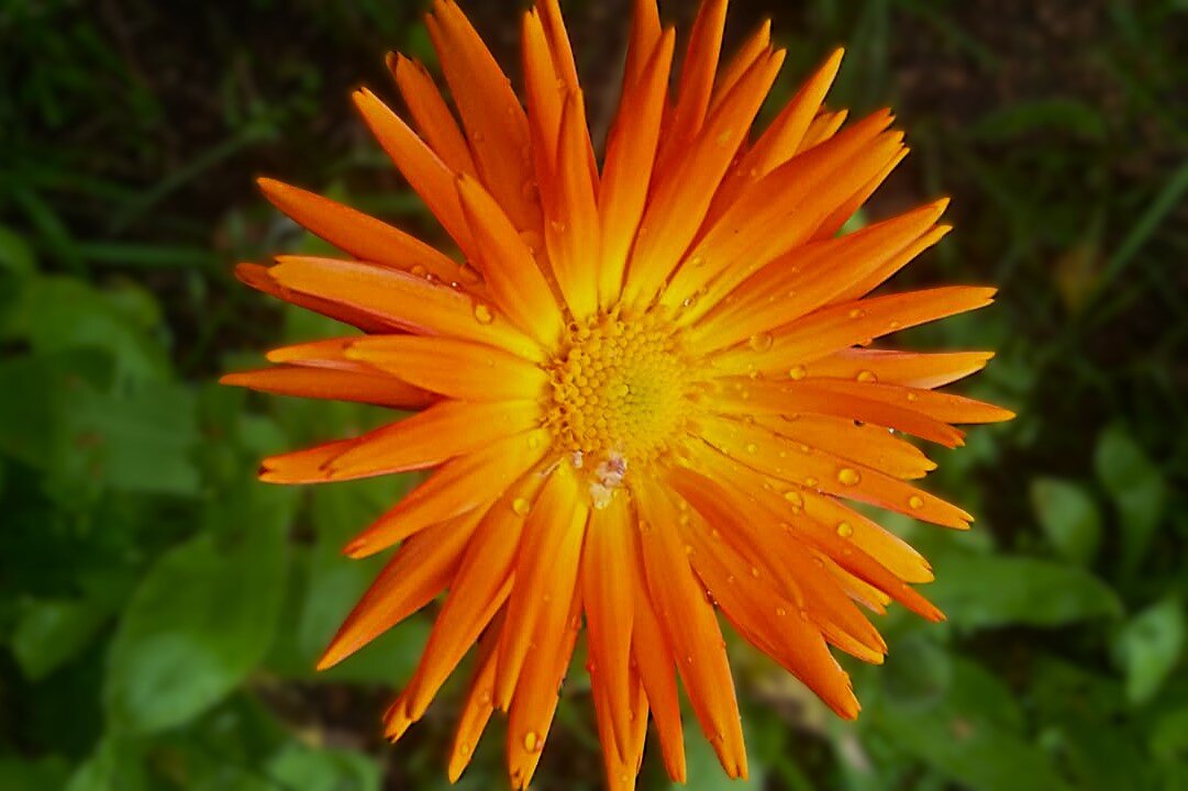 *** оранж *** - Olga Oskolkova