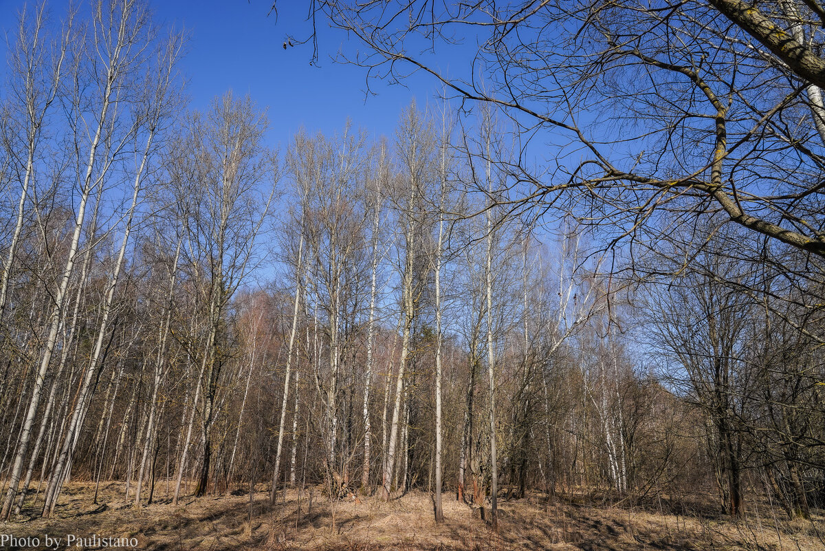 Бесснежный март... - Владимир Жданов Бесснежный март... - Владимир Жданов