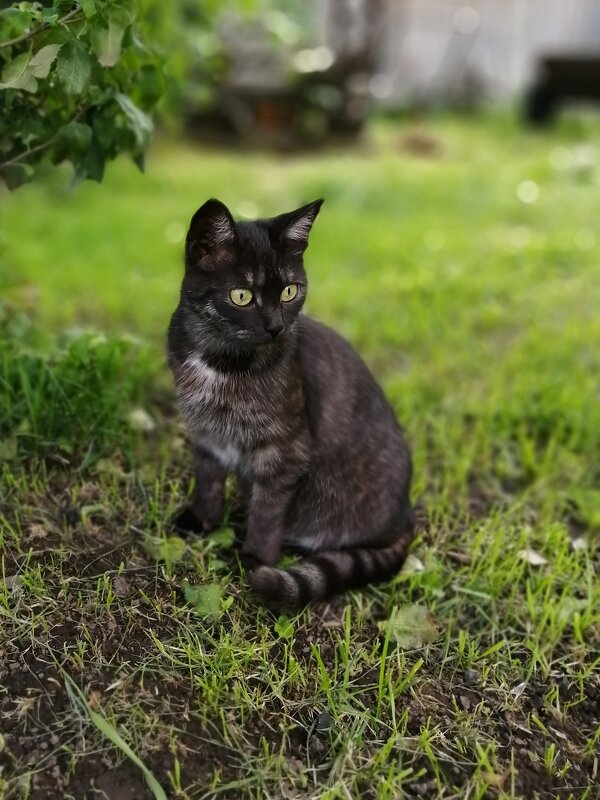 Любимая кошка Муся - Сергей Ц