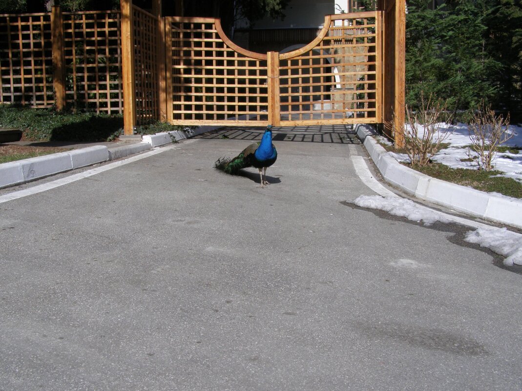 Павлин в Парадизе - Анна Воробьева Павлин в Парадизе - Анна Воробьева