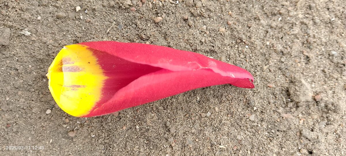 цветок жизни - Vaihaiia 