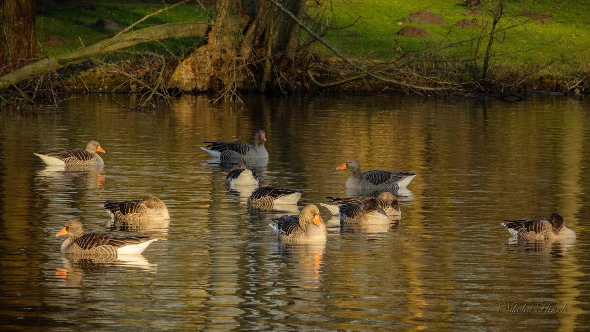 В послеобеденной дремоте... - Николай Гирш В послеобеденной дремоте... - Николай Гирш