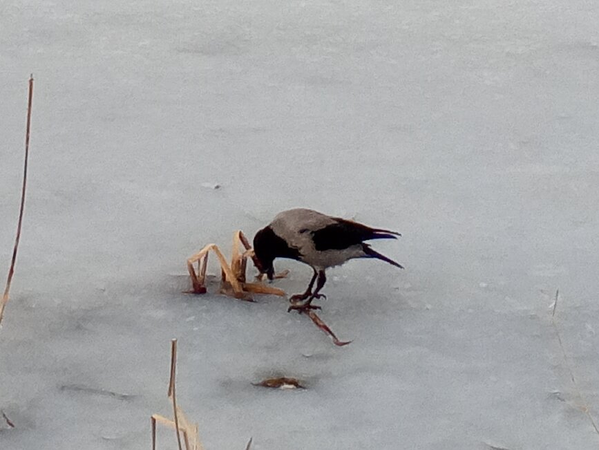 Ворона - Сапсан 