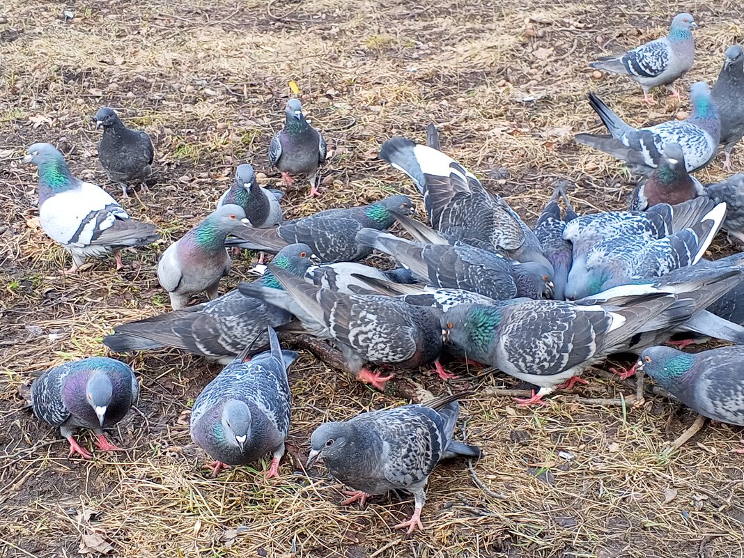 Голуби - Сапсан 