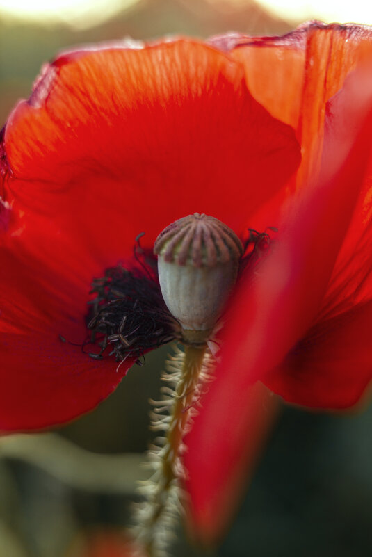 *** - Яна Горбунова