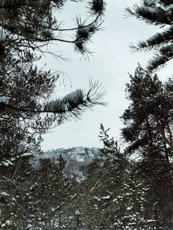 Горные леса - Георгиевич Горные леса - Георгиевич