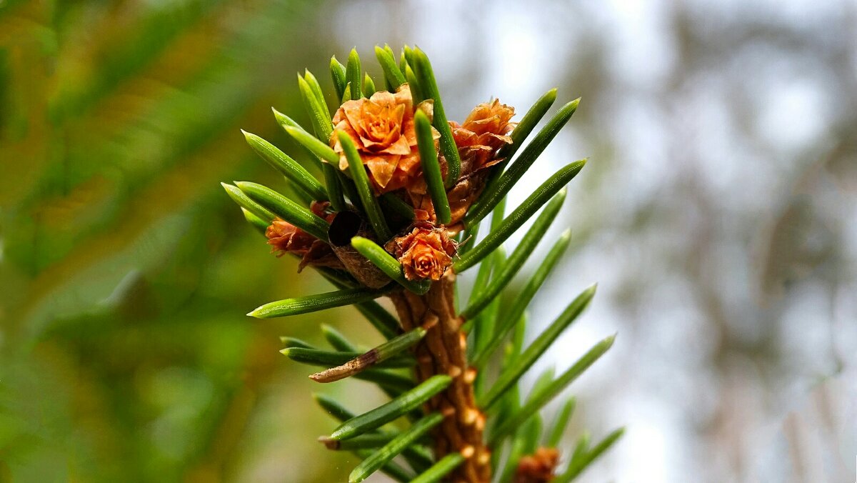 Цвет обыкновенной ели - Милешкин Владимир Алексеевич 