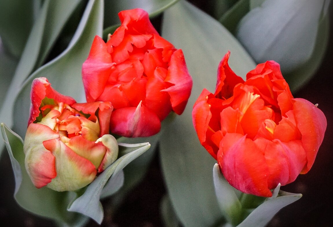 Тюльпаны в Аптекарском огороде - Ольга Тюльпаны в Аптекарском огороде - Ольга