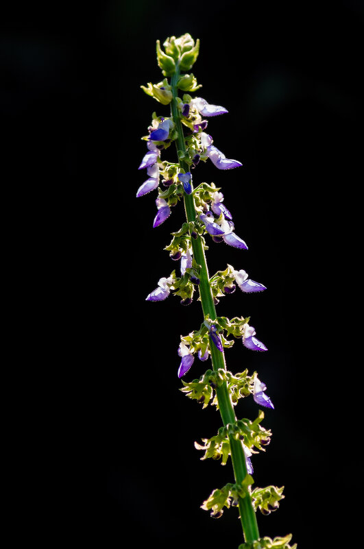 *** - Виктор Иванович Чернюк