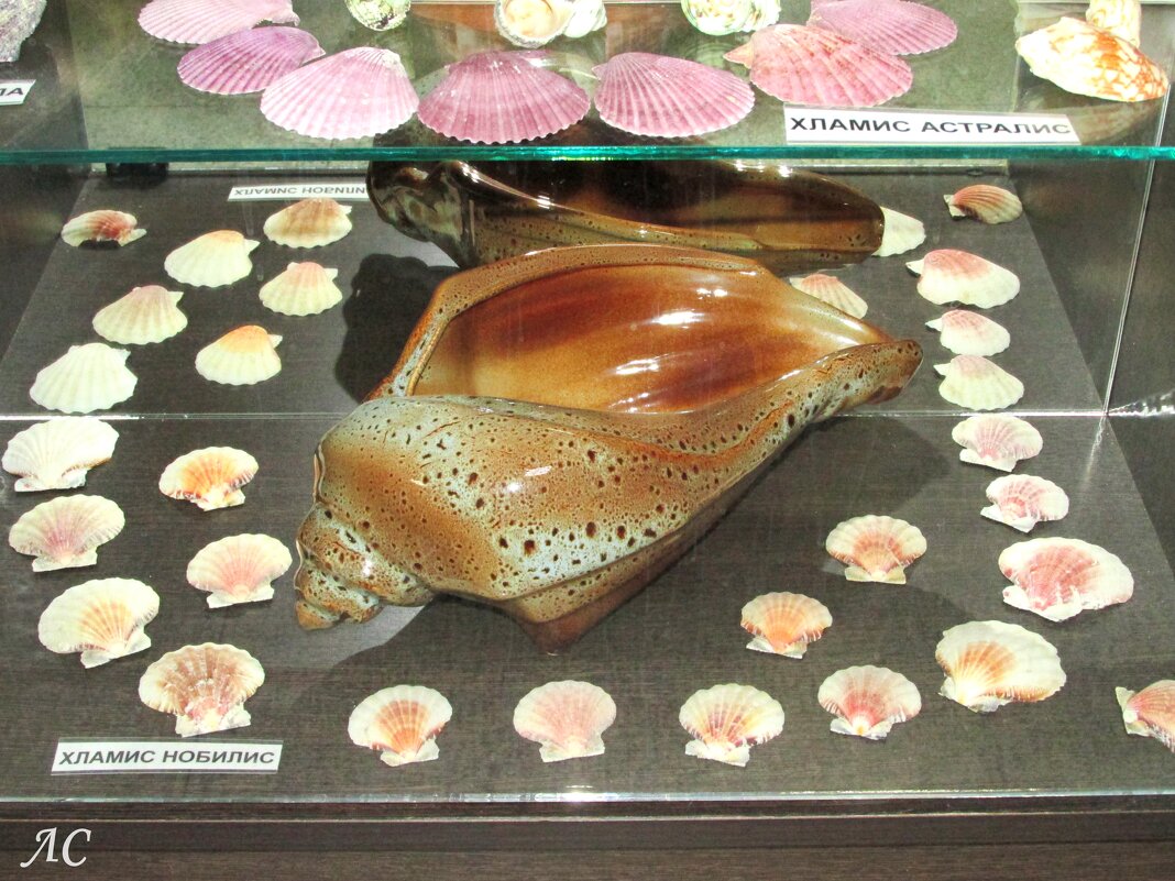 *** - Любовь Сахарова