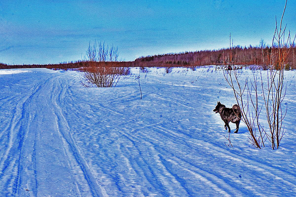 Февраль...Где тут зайцы? - Владимир 