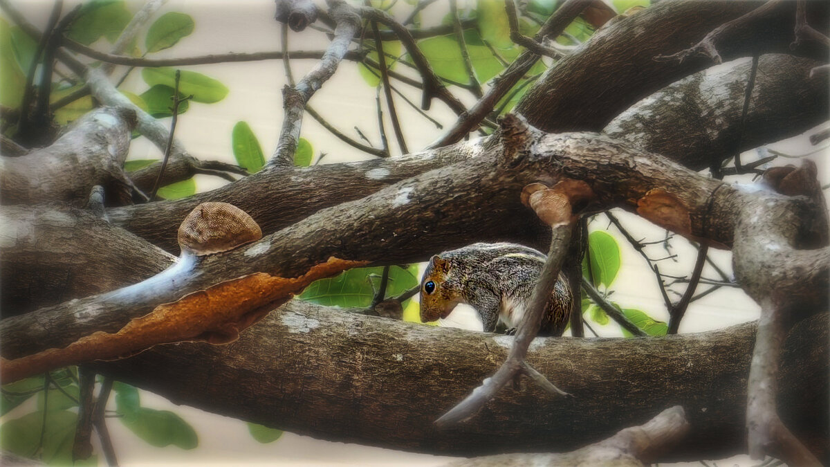 Белка импортная, бройлерная - AZ east3 Белка импортная, бройлерная - AZ east3