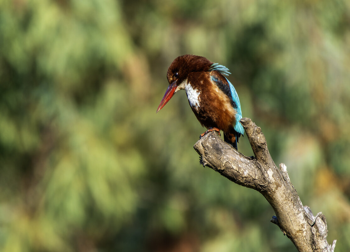Красноклювая альциона. - Alexander Amromin Красноклювая альциона. - Alexander Amromin