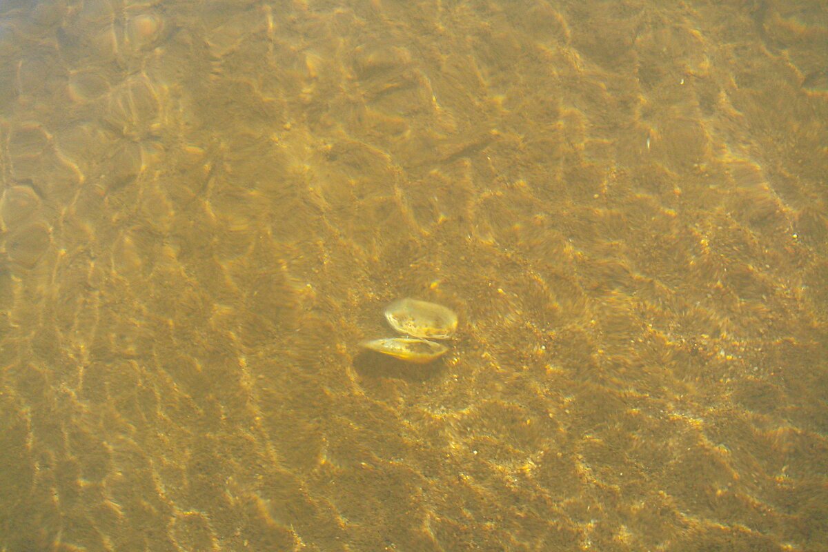 ***ракушка на дне речном*** - Olga Oskolkova ***ракушка на дне речном*** - Olga Oskolkova