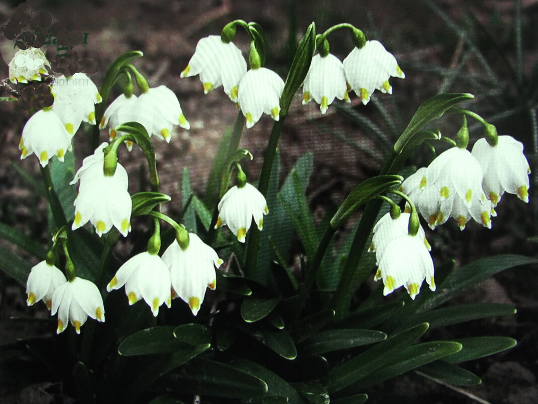 Подснежники - Людмила Смородинская
