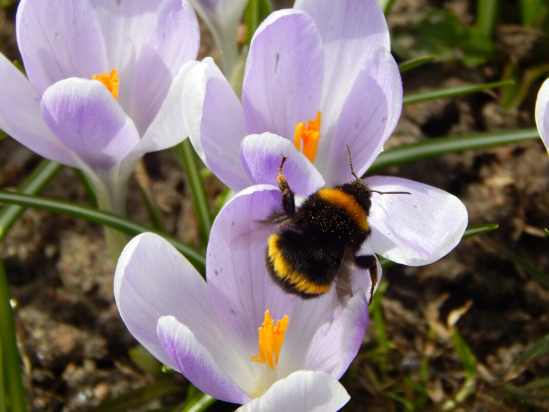 Шмель - Юлия Голикова