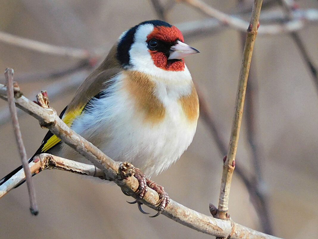 Щегол - Лина Щегол - Лина
