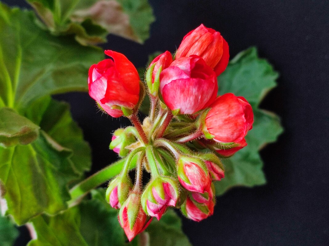 Герань тюльпановидная - Валентина Богатко 