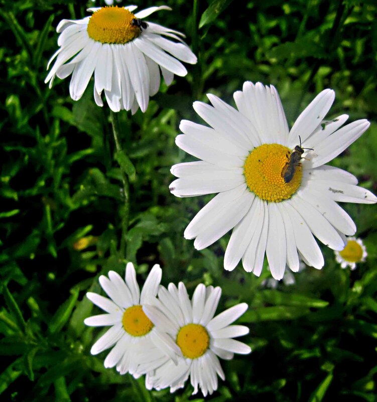 Ромашки с гостем - Елена Семигина