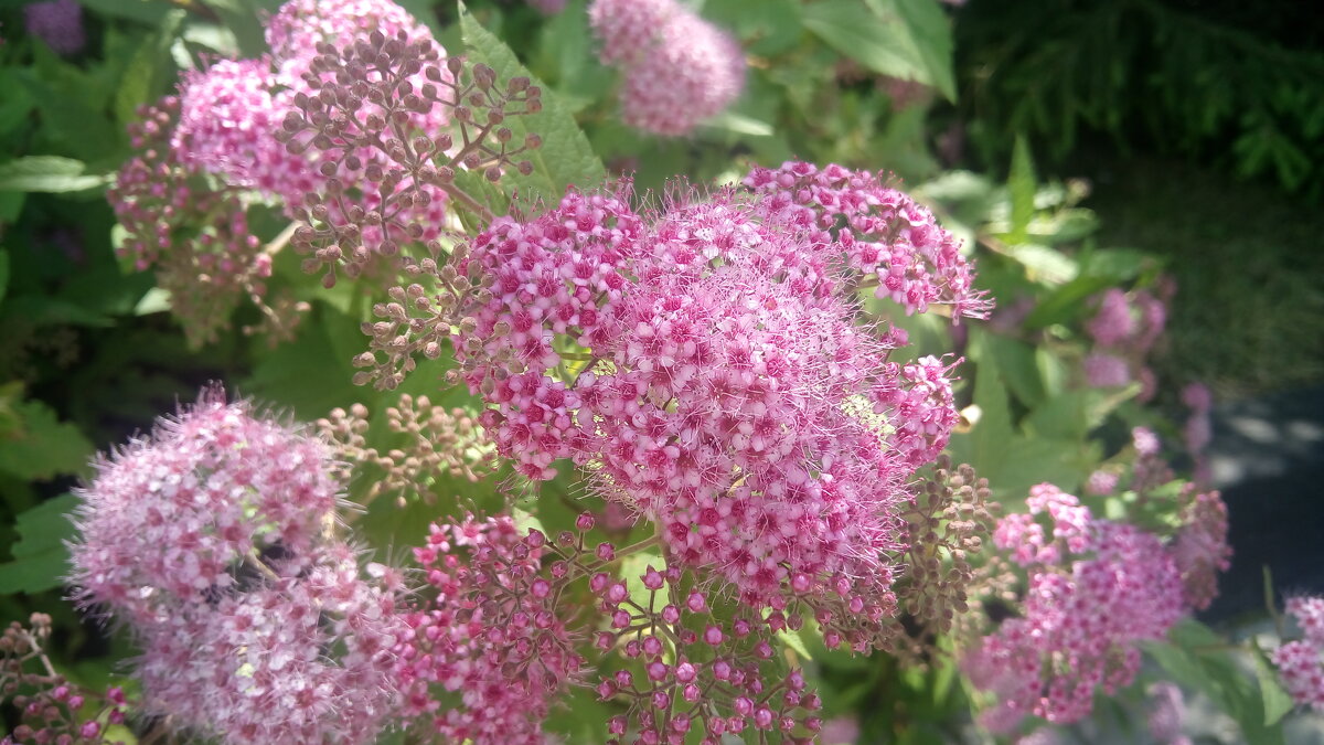 ,,, - Сергей Тимоновский