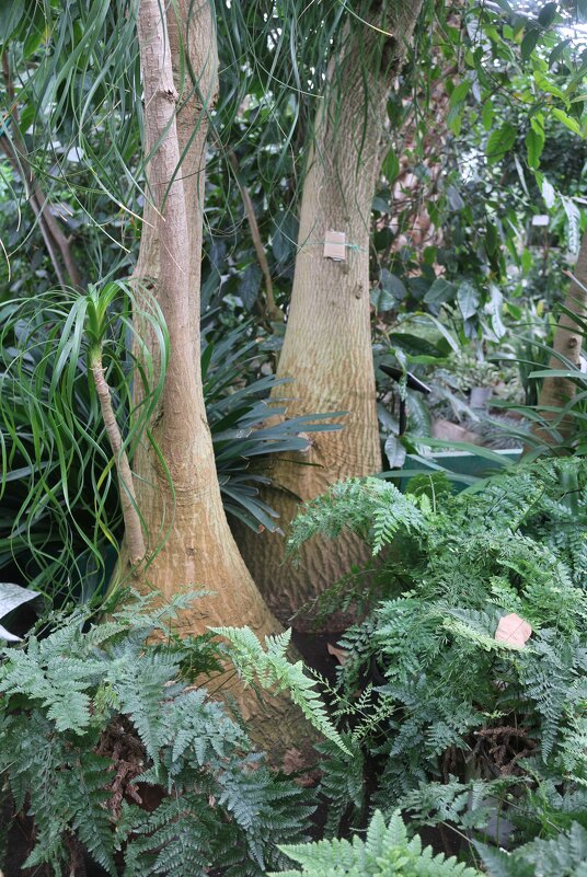 В оранжерее ботанического сада - Ольга В оранжерее ботанического сада - Ольга