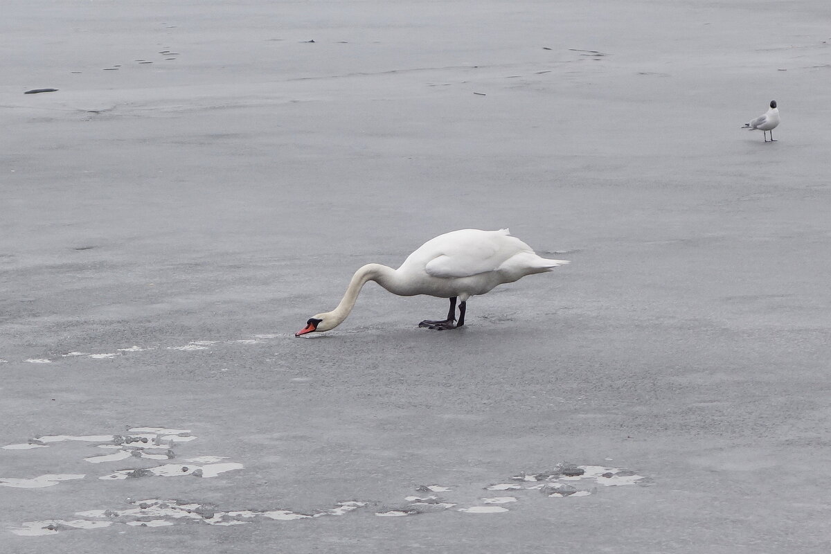 Одинокий лебедь - Рита Симонова Одинокий лебедь - Рита Симонова