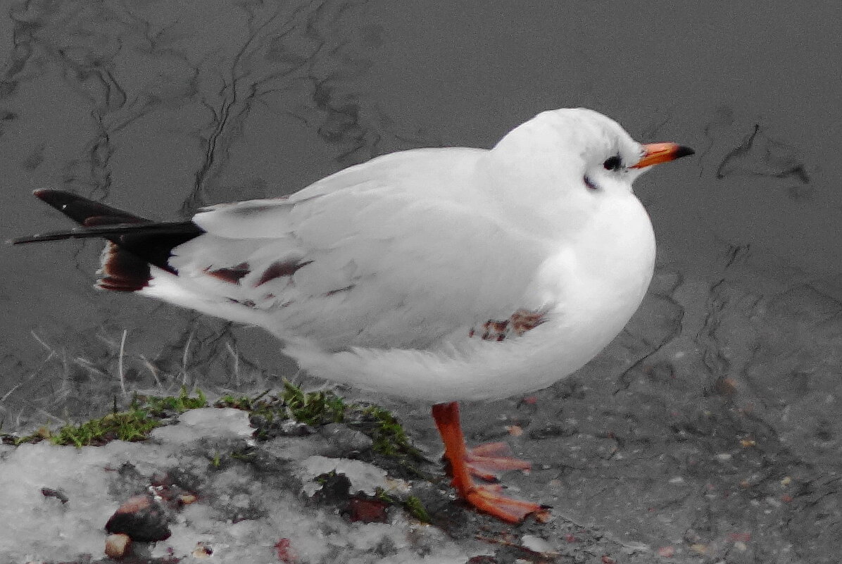 Чайка - Рита Симонова