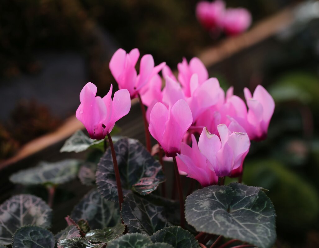 Цикломен - ZNatasha - Цикломен - ZNatasha -