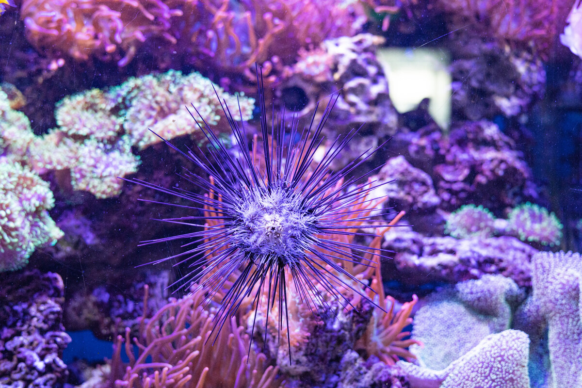 Не хотелось бы на такую штуку наступить) - Анастасия Фотографовна