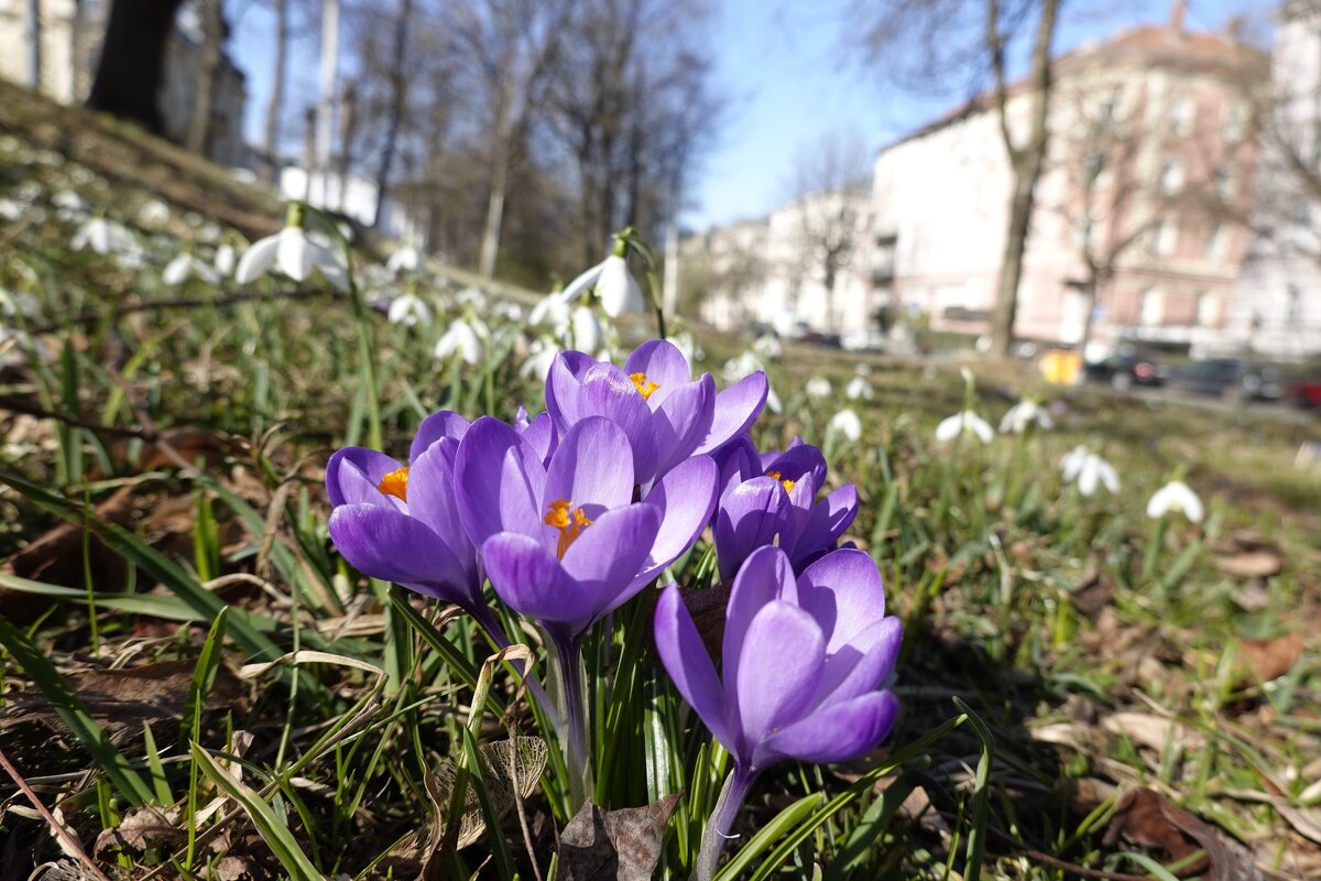 Весна в городе...Аугсбург - Галина 