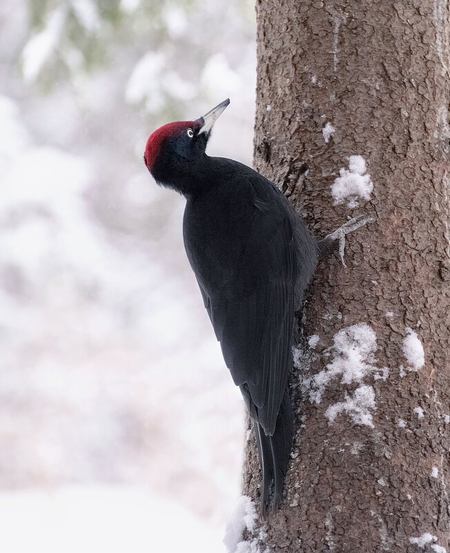 Желна - Марина Фомина. Желна - Марина Фомина.