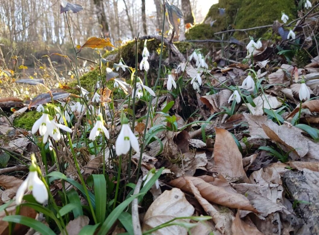 ВЕСНА - Tata Wolf