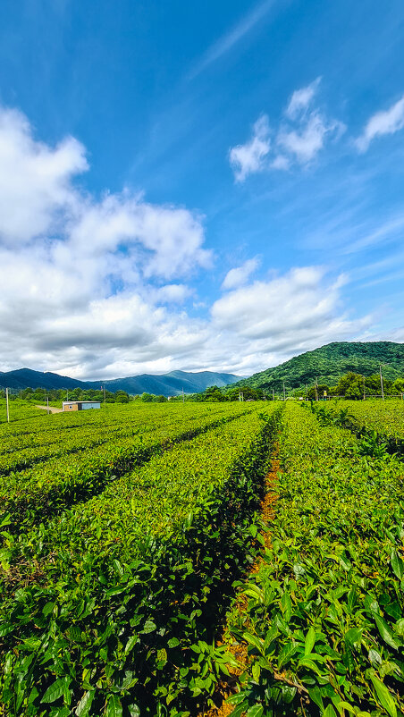 Плантация - Григорий Иванов