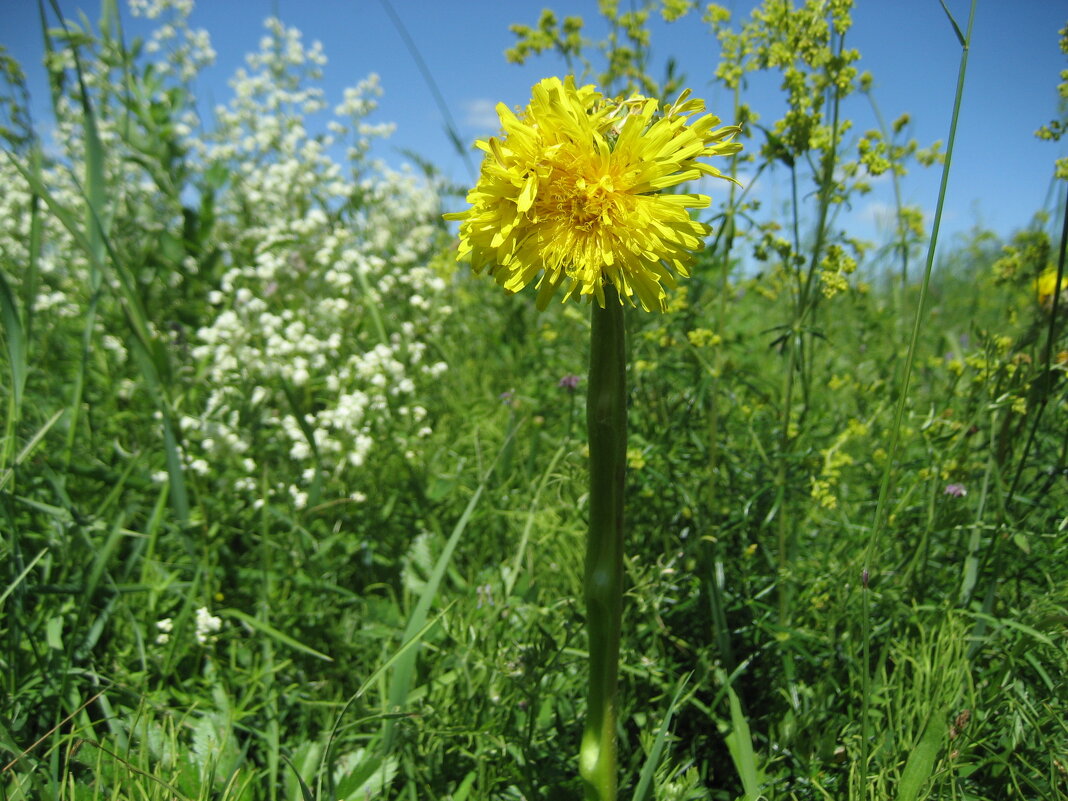 О пяти головах (мутация одуванчика) - Anna Ivanova